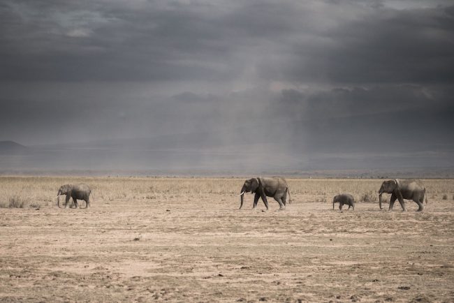 Amboseli Elephants