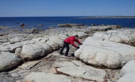 Thrombolites or stromatolites?