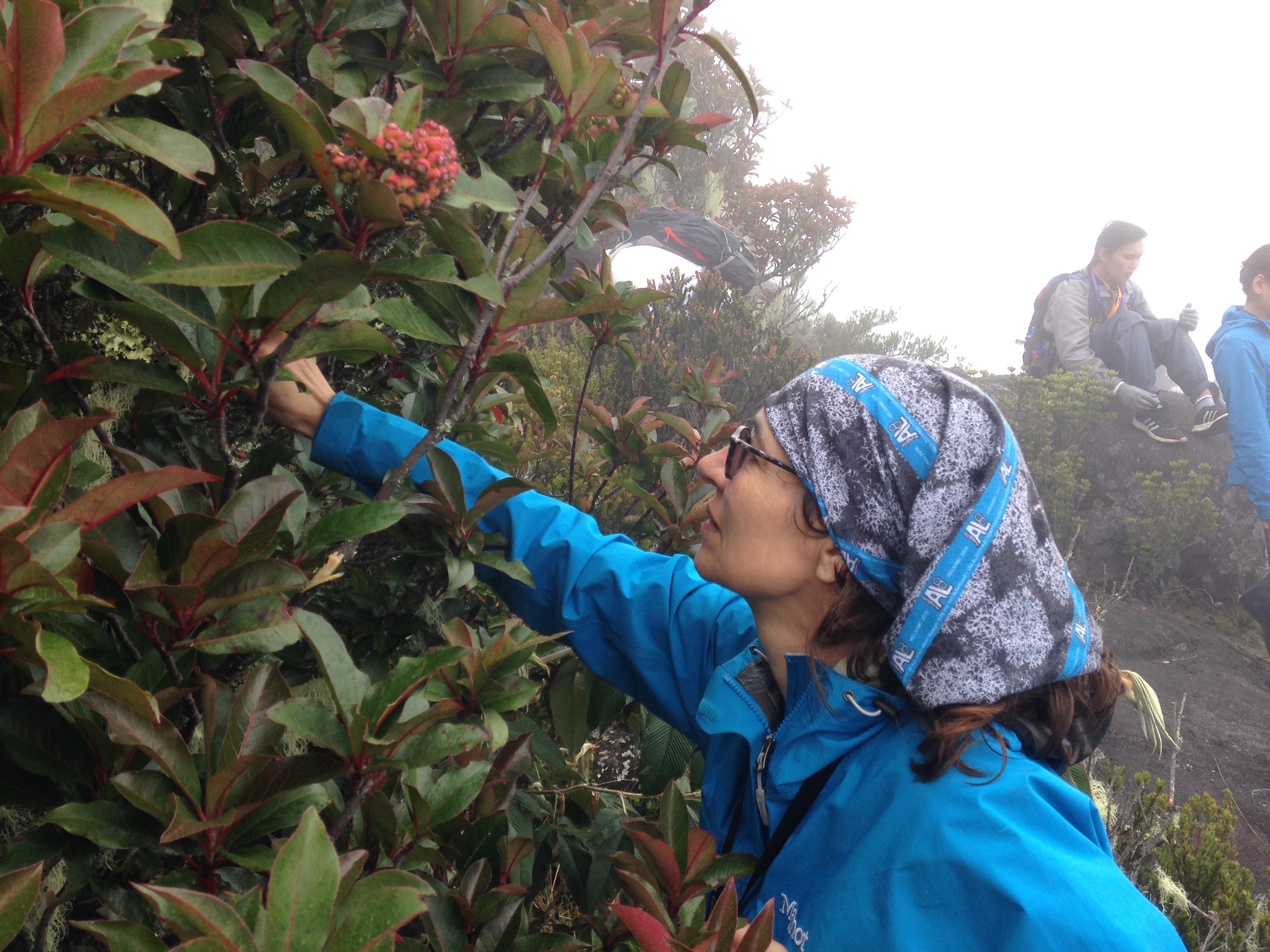 More collecting on Kinabalu (Jola and Hafiz)